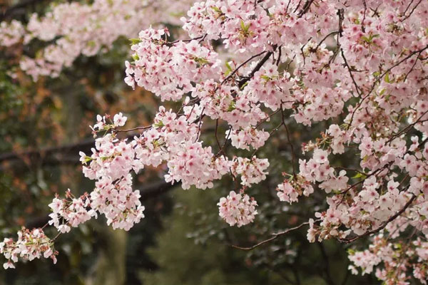 Cherry blossoms from Japan bloom in northern Vietnam